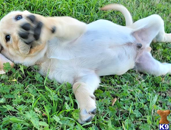 club4paws Picture 3